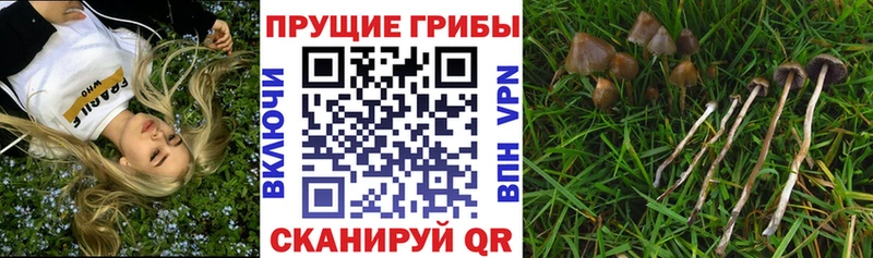 где можно купить наркотик  Мичуринск  Галлюциногенные грибы мухоморы 